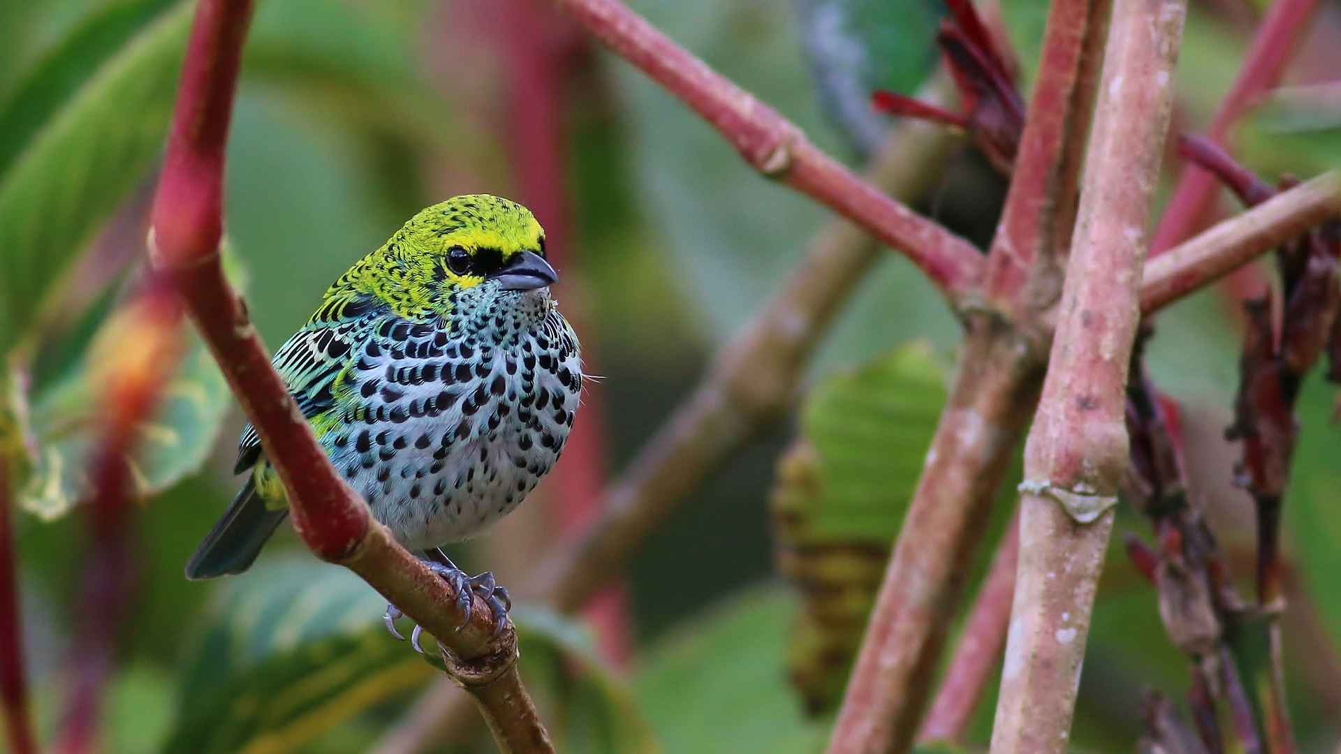 Ixothraupis guttata
